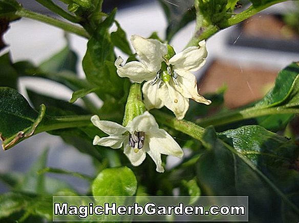 Capsicum baccatum (poivron blanc à la cire)