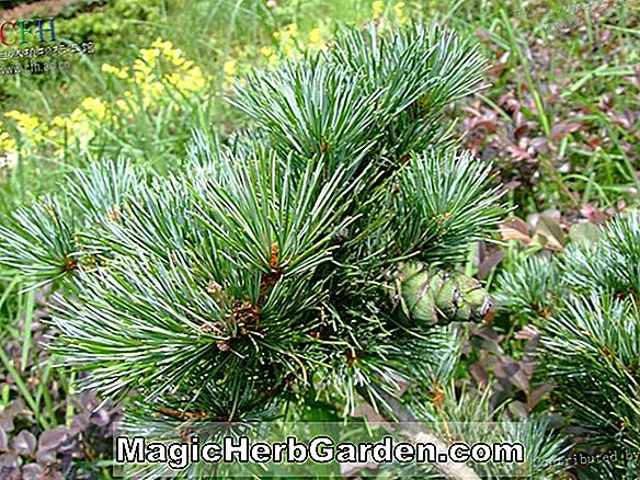 Cedrus Deodara (Verticillata Himalayan Cedar)