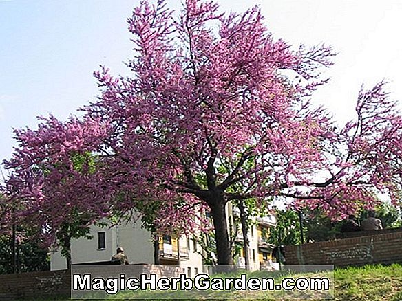 Plantes: Cercis siliquastrum (arbre de Judas Bodnant)