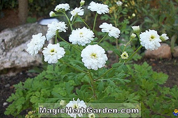 Plantes: Chrysanthème (Pennine Oriel Chrysanthemum)