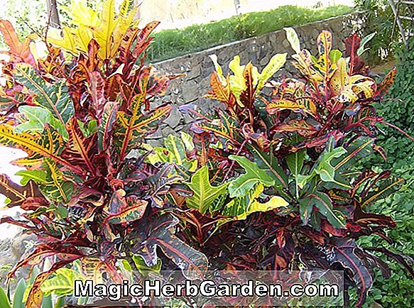 Codiaeum variegatum (Croton)