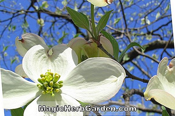 Cornus florida (cornouiller à fleurs Gigantea)
