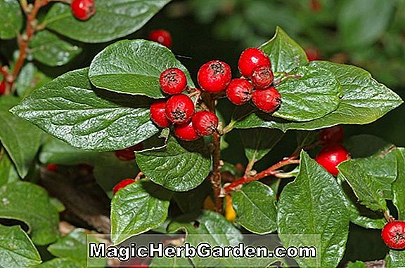 Cotoneaster affinis (Cotoneaster)