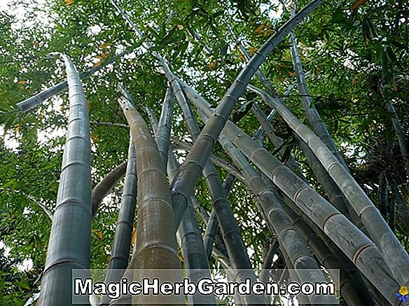 Dendrocalamus giganteus (bambou géant panaché) - #2