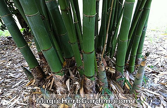 Plantes: Dendrocalamus strictus (mâle bambou)