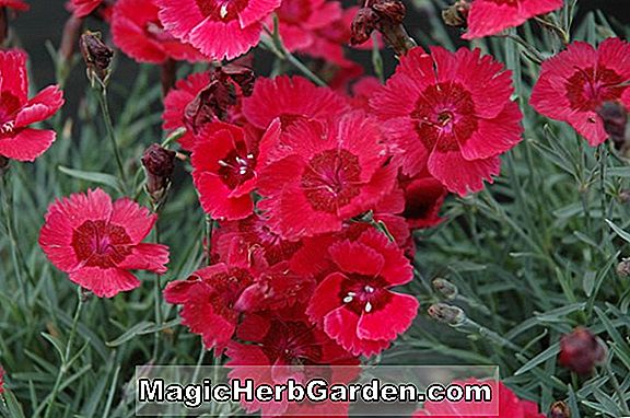 Plantes: Dianthus (rose)