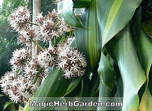 Plantes: Dracaena fragrans (plant de maïs)