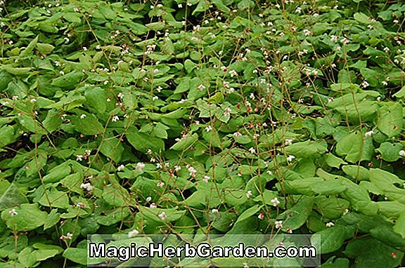 Növények: Epimedium (Barrenwort)