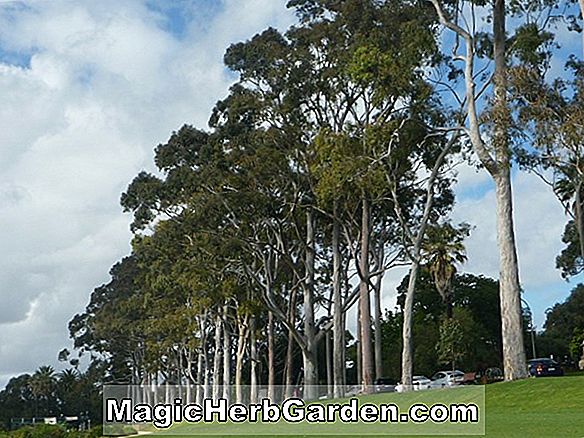Plantes: Eucalyptus citriodora (Gomme parfumée au citron)