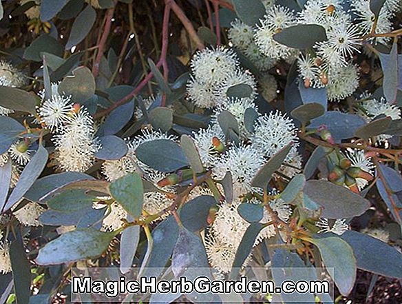 Eucalyptus platypus (kerek-leafed moort) - #2