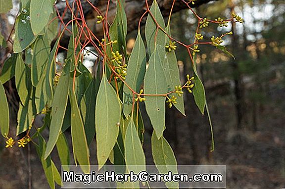 Plantes: Eucalyptus populnea (boîte de peuplier) - #2