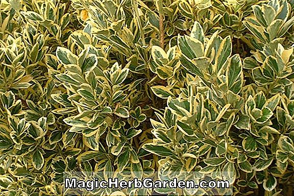 Plantes: Euonymus japonica (broche dorée) - #2