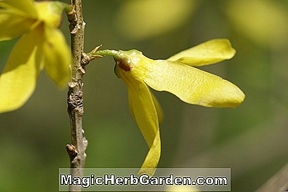 Forsythia viridissima (Forsythia à tige verte) - #2