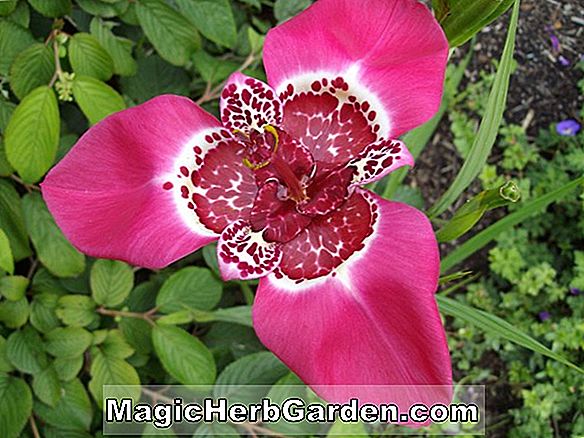Rhododendron (Azalée de Margaret Olive Knap Hill)