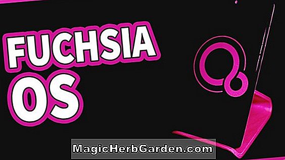 Fuchsia (Andromeda Fuchsia)