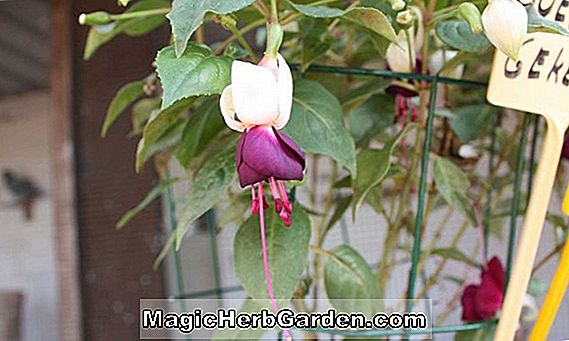Fuchsia (beauté sombre Fuchsia) - #2