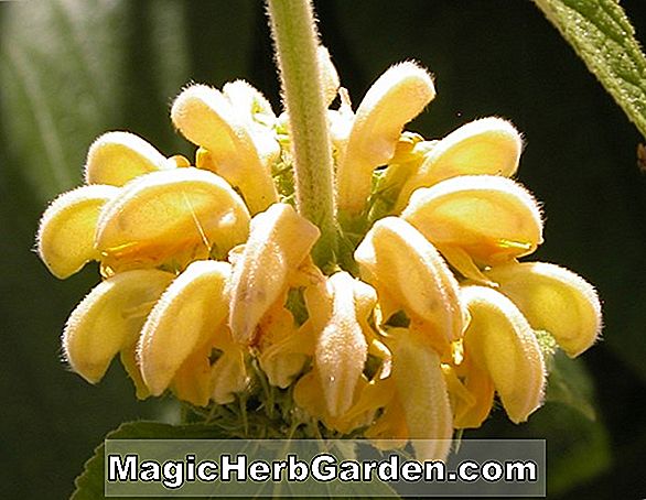 Fuchsia (Gipsy Fuchsia) - #2