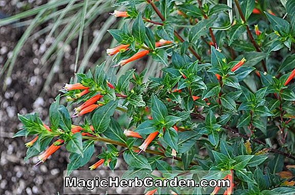 Fuchsia (Jim Fairclo Fuchsia)