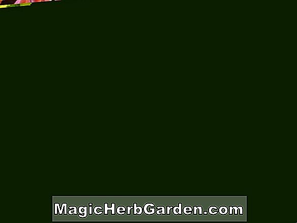 Fuchsia (Linda Copley Fuchsia) - #2