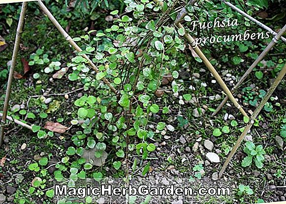 Fuchsia (Margarita Fuchsia) - #2