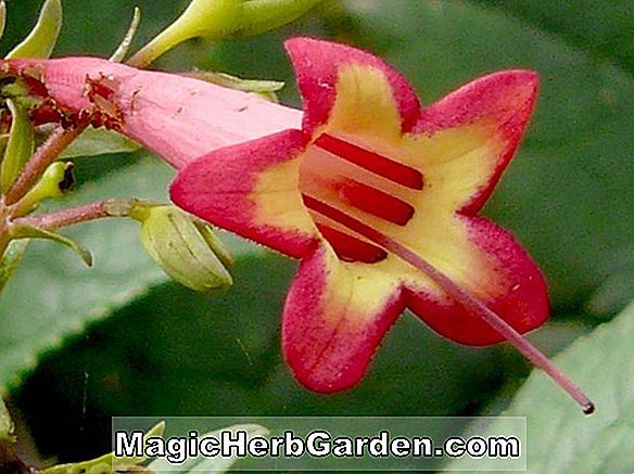 Fuchsia (Fuchsia du soleil de minuit) - #2