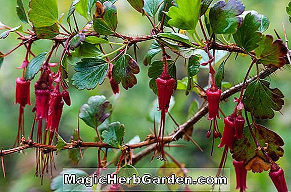 Fuchsia (San Luis Obispo Fuchsia) - #2