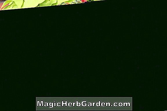Fuchsia (Aileen Fuchsia) - #2