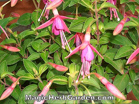 Fuchsia (Ted Heath Fuchsia) - #2