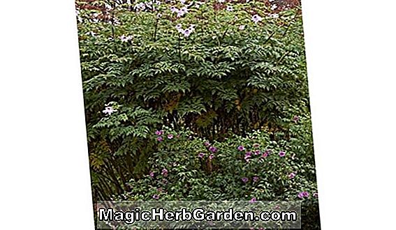 Plantes: Fuchsia (Timothy Hammett Fuchsia) - #2