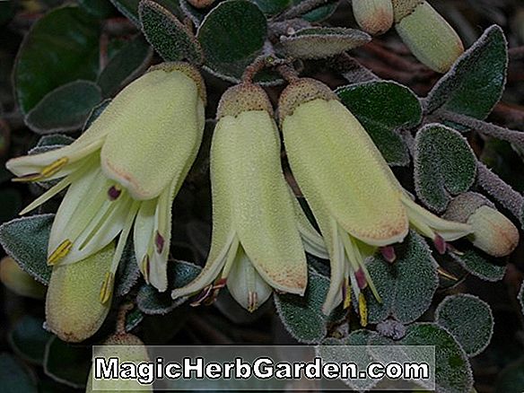 Tumbuhan: Fuchsia (Alba Fuchsia) - #2