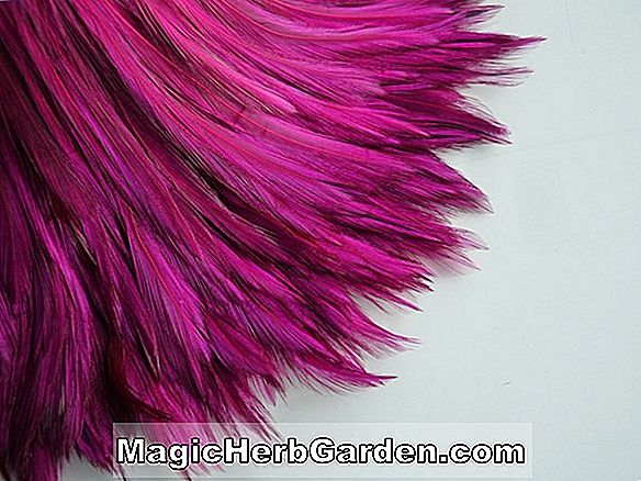 Fuchsia (MF Glass Fuchsia) - #2