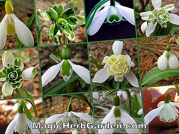 Galanthus plicatus subsp. byzantinus (perce-neige)