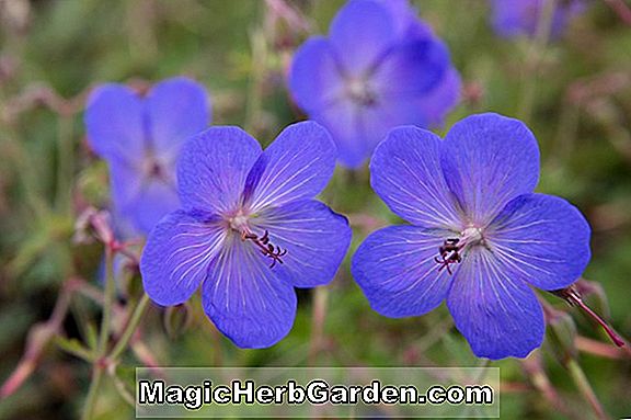 Geranium (Blue Geranium Johnson)