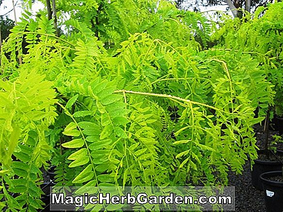 Gleditsia triacanthos (Imperial Honey Locust)