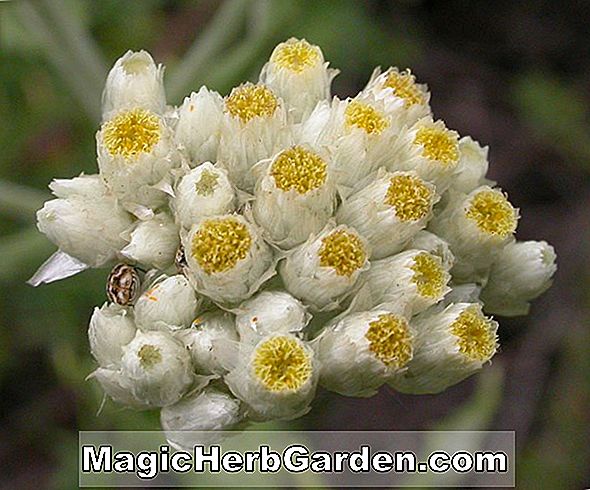 Tumbuhan: Gnaphalium purpureum (Ungu Cudweed)