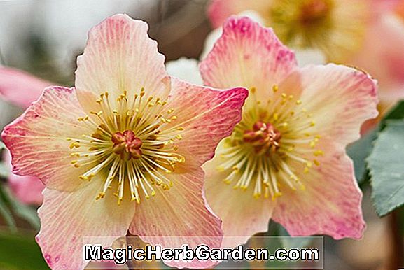 Helleborus niger (rose de Noël)