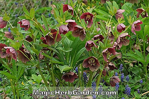Helleborus orientalis (Rose de Carême)