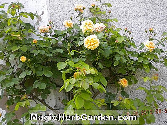 Hemerocallis hybrida (Flirt Rose)