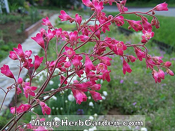 Heuchera brizoides (Vörös Spangles Coral Flower)