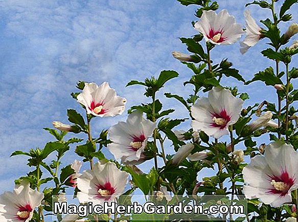 Hibiscus rosa-sinensis (rose jaune d'hibiscus de Kinchen de Chine)