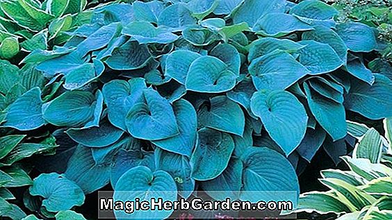 Hosta (Mist Plantain Lily)