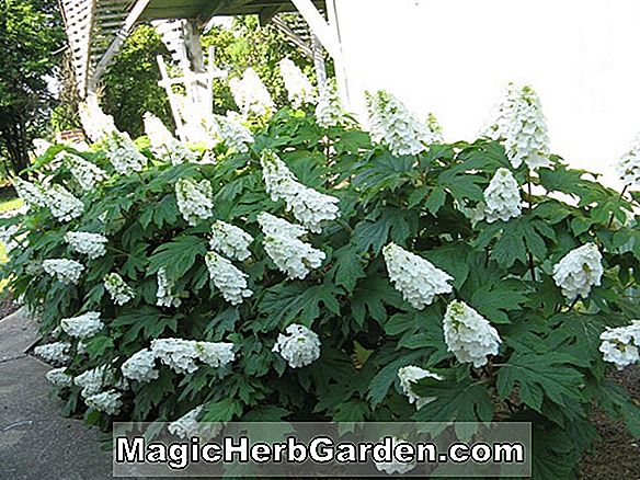 Hydrangea quercifolia (Hortensia Picnic Hill)