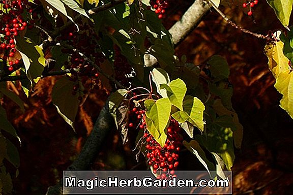 Idesia polycarpa (Arbre à feuilles caduques)