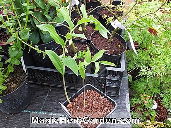Ilex aquifolium (Wilsonii English Holly) - #2