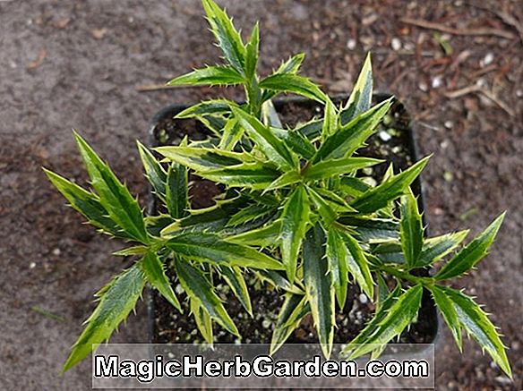 Plantes: Ilex aquifolium (Aurifodina English Holly) - #2