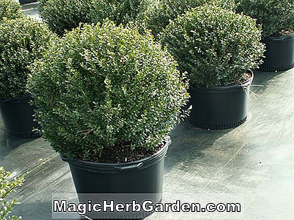 Ilex crenata (Cone Holly nain)