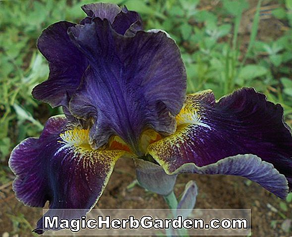 Plantes: Iris (Iris Empereur)