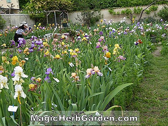Iris (iris barbu Calico Cat Border)