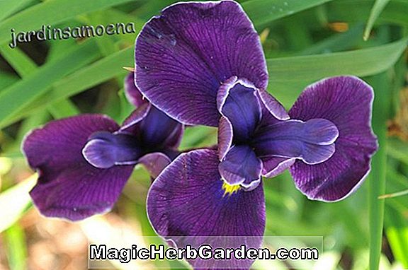 Plantes: Iris bulleyana (iris de Sibérie)