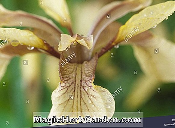 Iris foetidissima, var.citrina (Stinky Gladwyn)